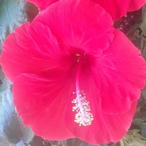 Meet your Posher, Lindy